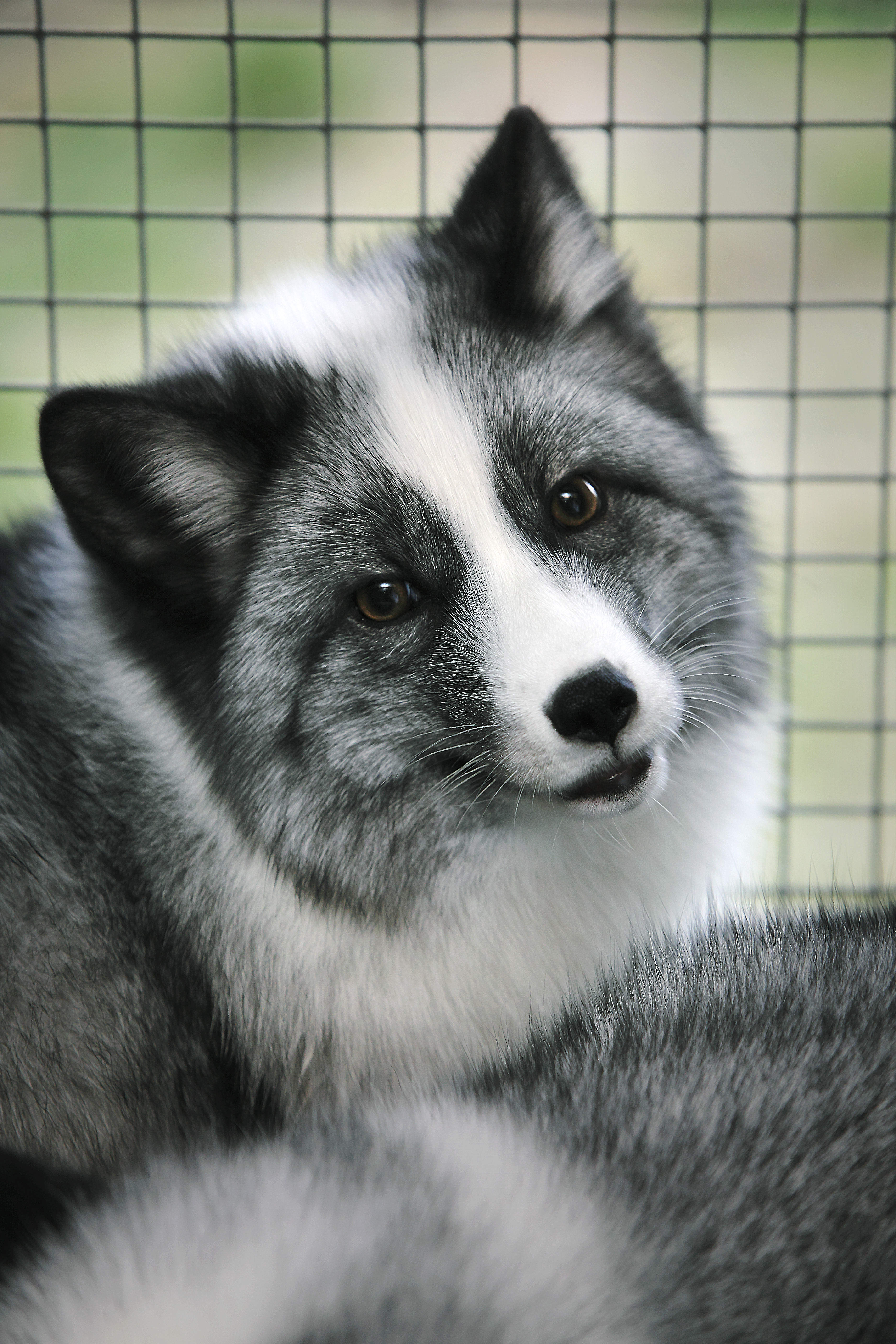 Fox_nov2012