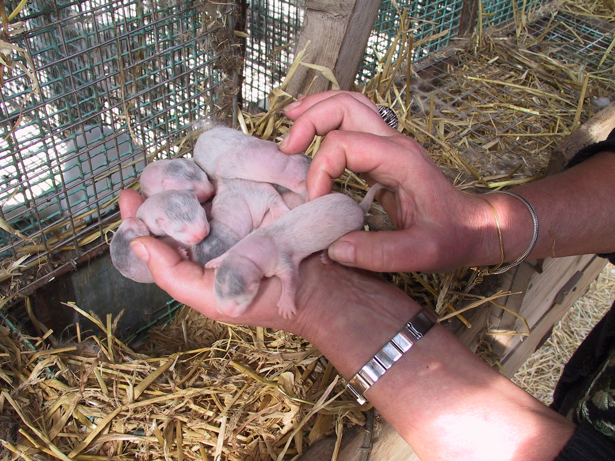 Mink_puppies